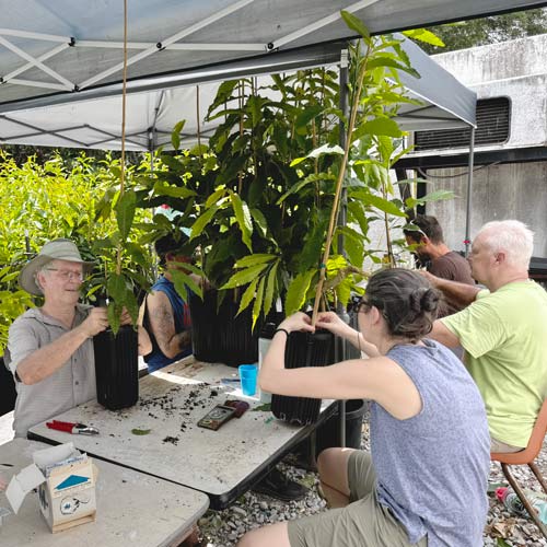 TACF volunteers conducting small stem assays.