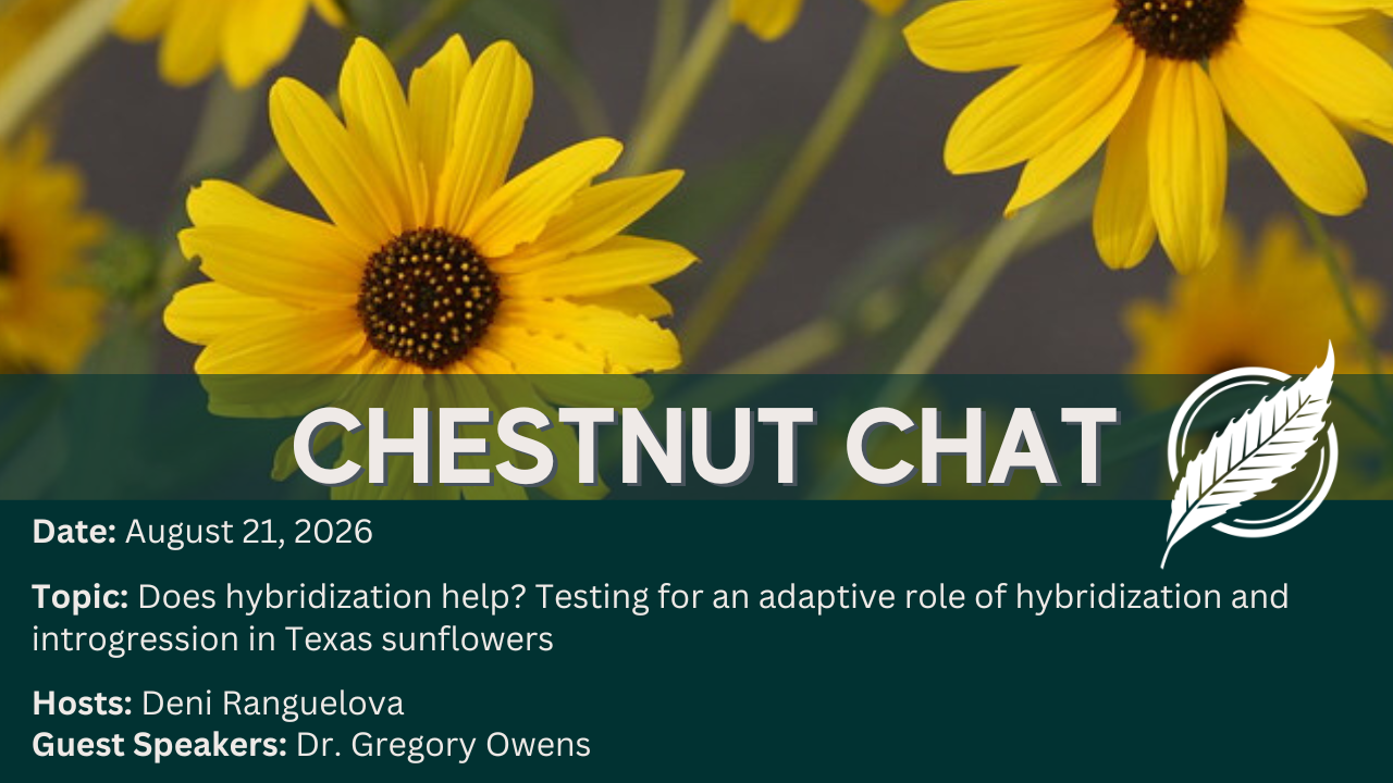August 2026 Chestnut Chat graphic with Sunflowers