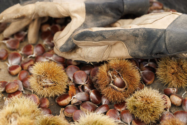 American chestnut seeds in and out of burs next to a pair of work gloves.