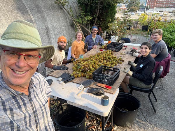 Volunteers around a table, shucking chestnuts