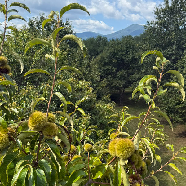 chestnut burs on the tree, mountain views in background.