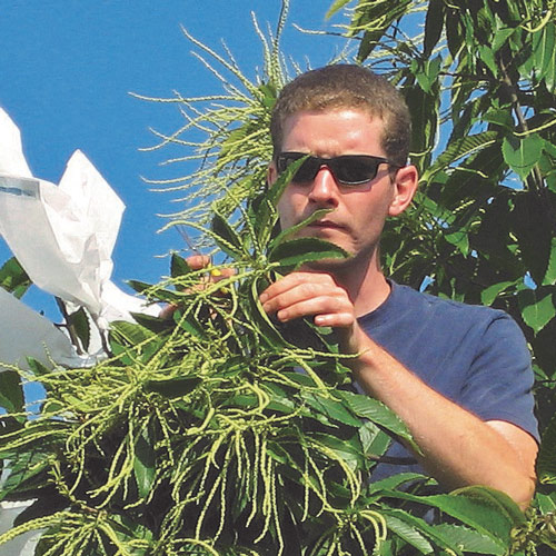 Photo of Michael French bagging chestnut flowers on trees.