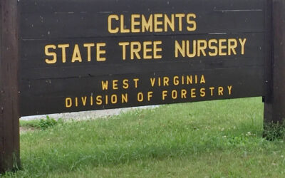 The American Chestnut Trees at Clements Tree Nursery